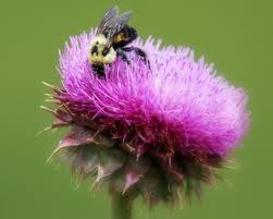 milk thistle