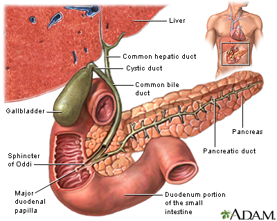 liver-gall-bladder